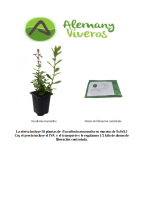 Oferta 50 Escallonia M10 (200626)